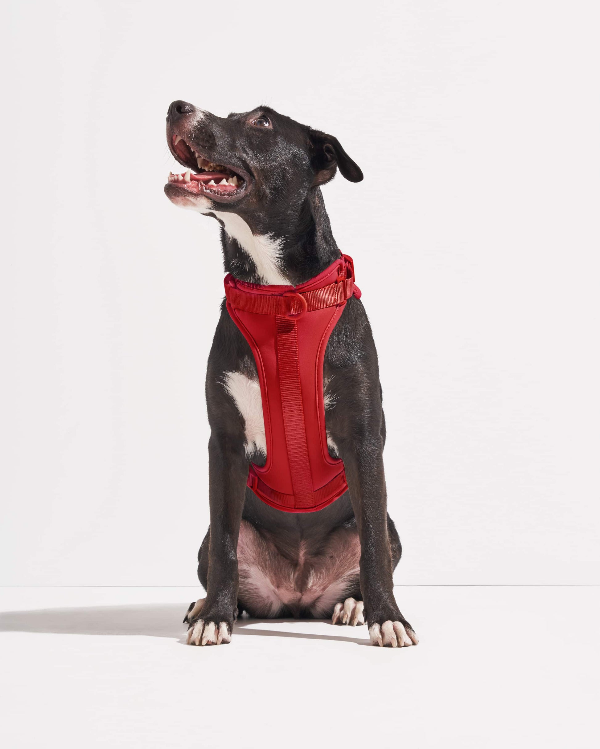 Cushioned Dog Harness