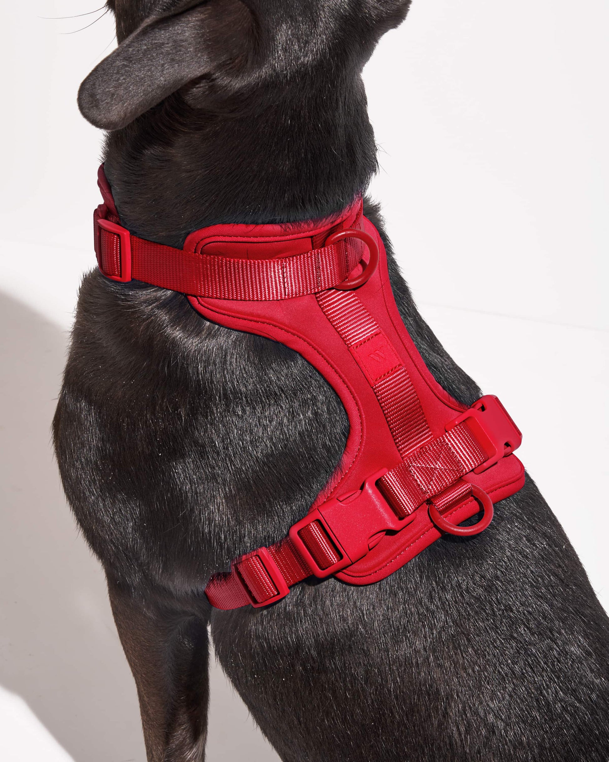 Cushioned Dog Harness