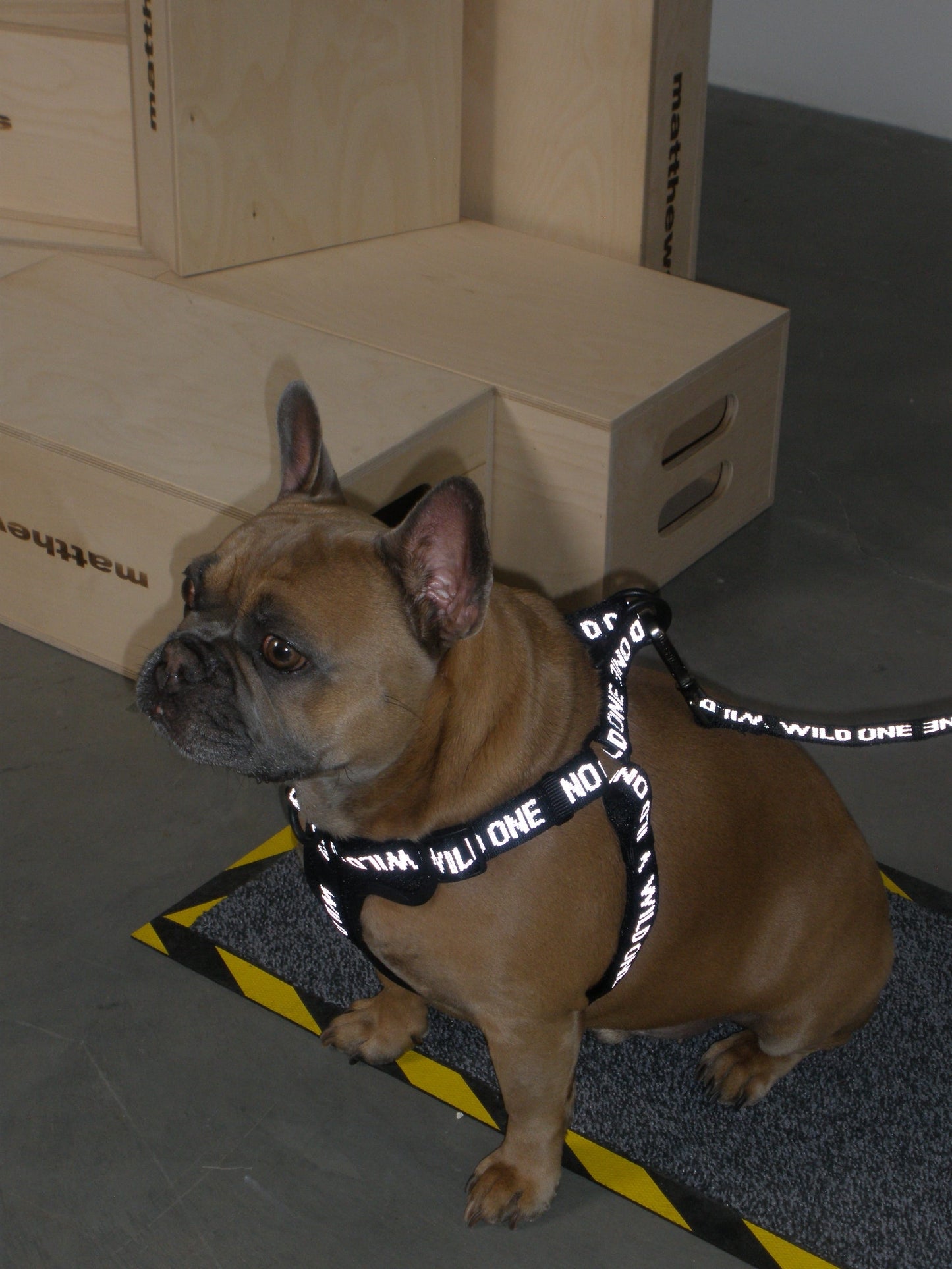 Step-In Dog Harness