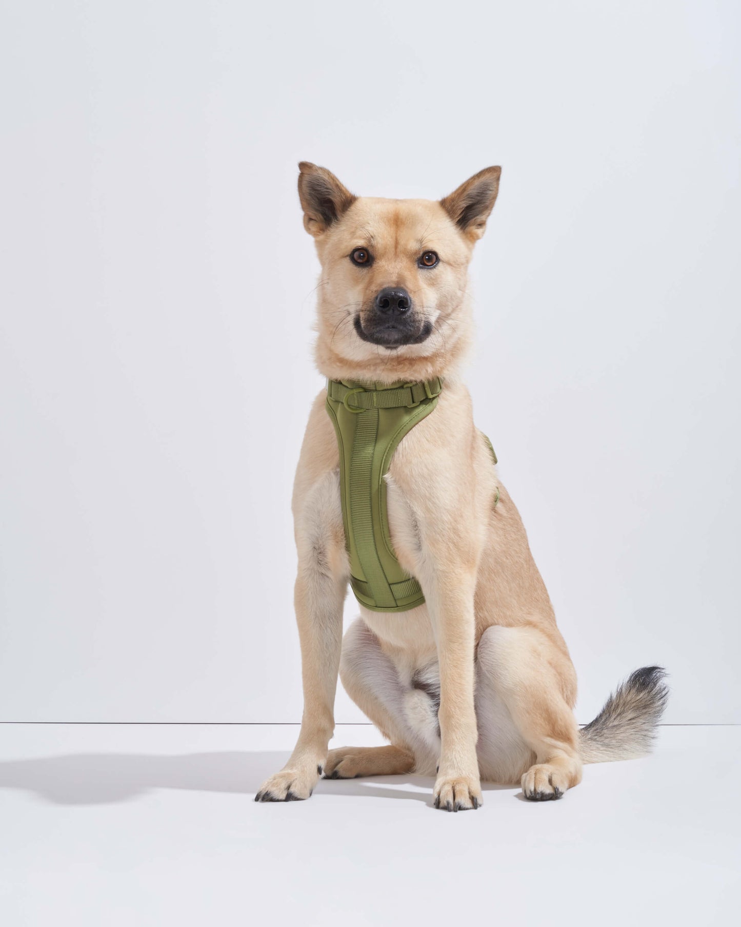 Cushioned Dog Harness