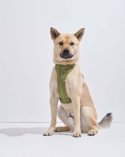 Cushioned Dog Harness