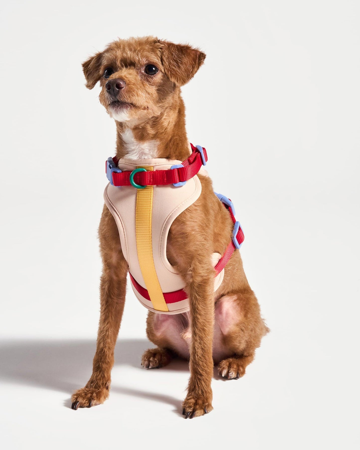 Cushioned Dog Harness