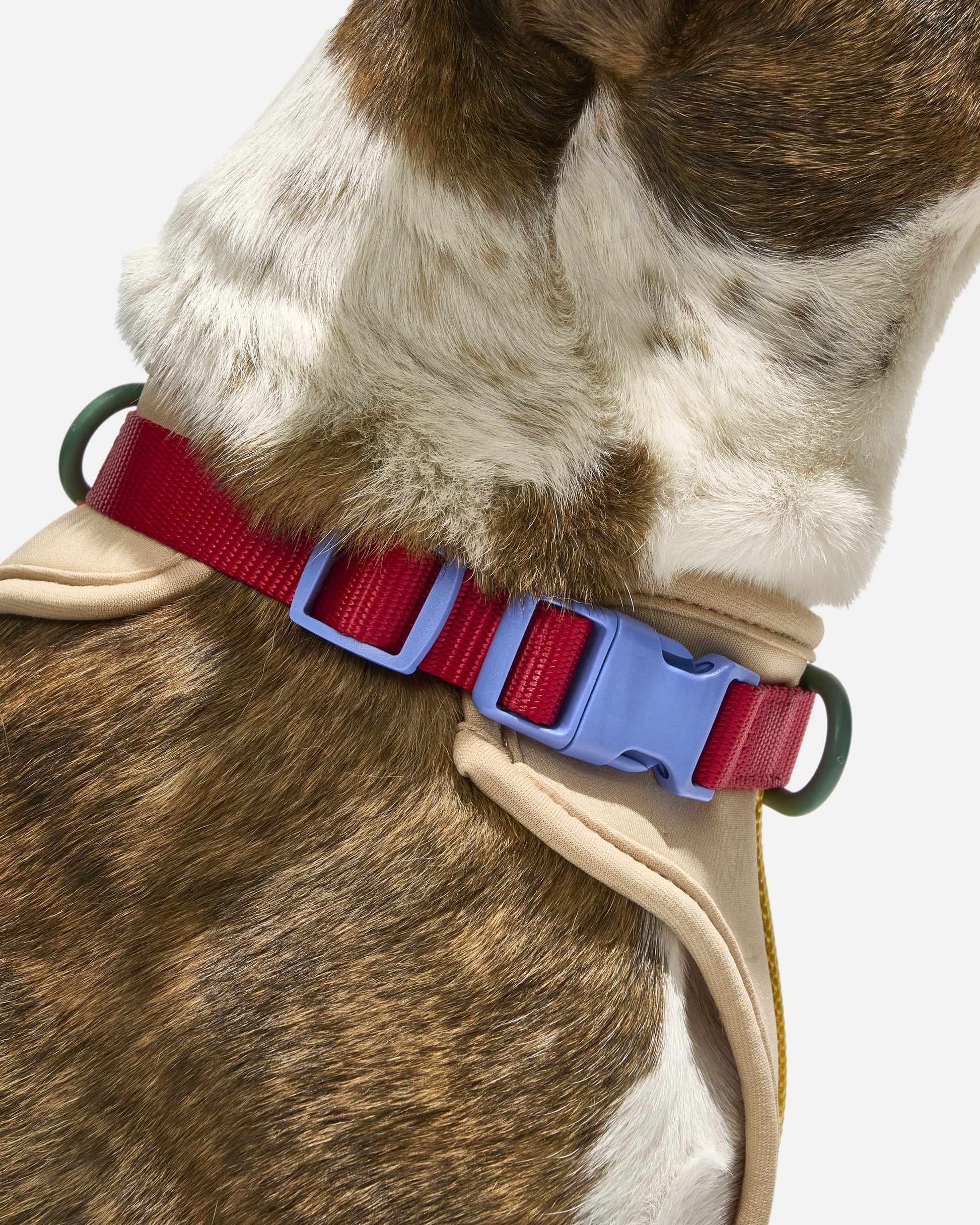 Cushioned Dog Harness