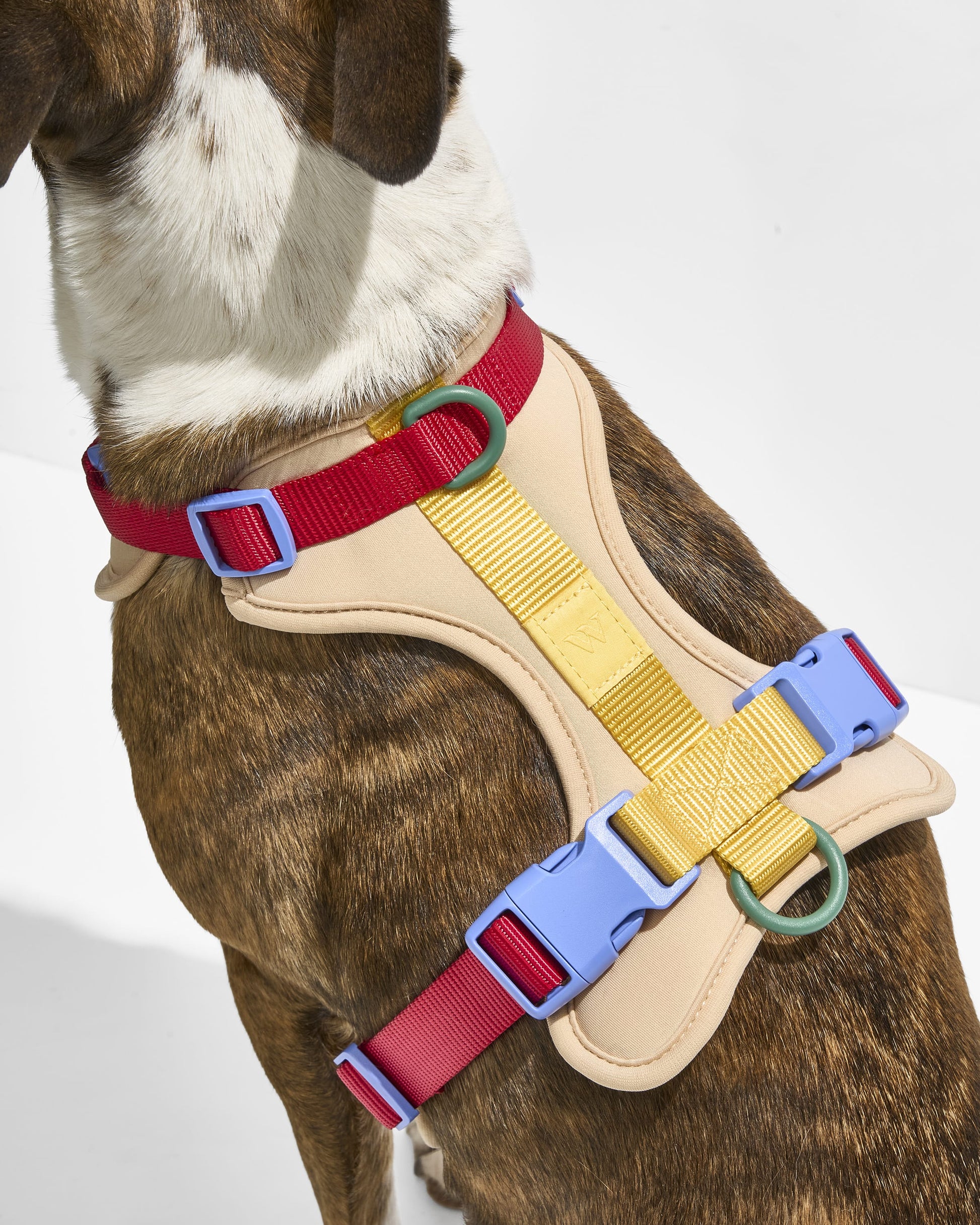 Cushioned Dog Harness