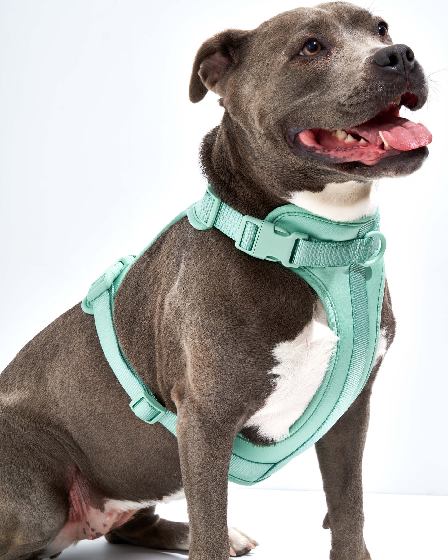 Cushioned Dog Harness