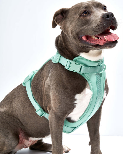Cushioned Dog Harness