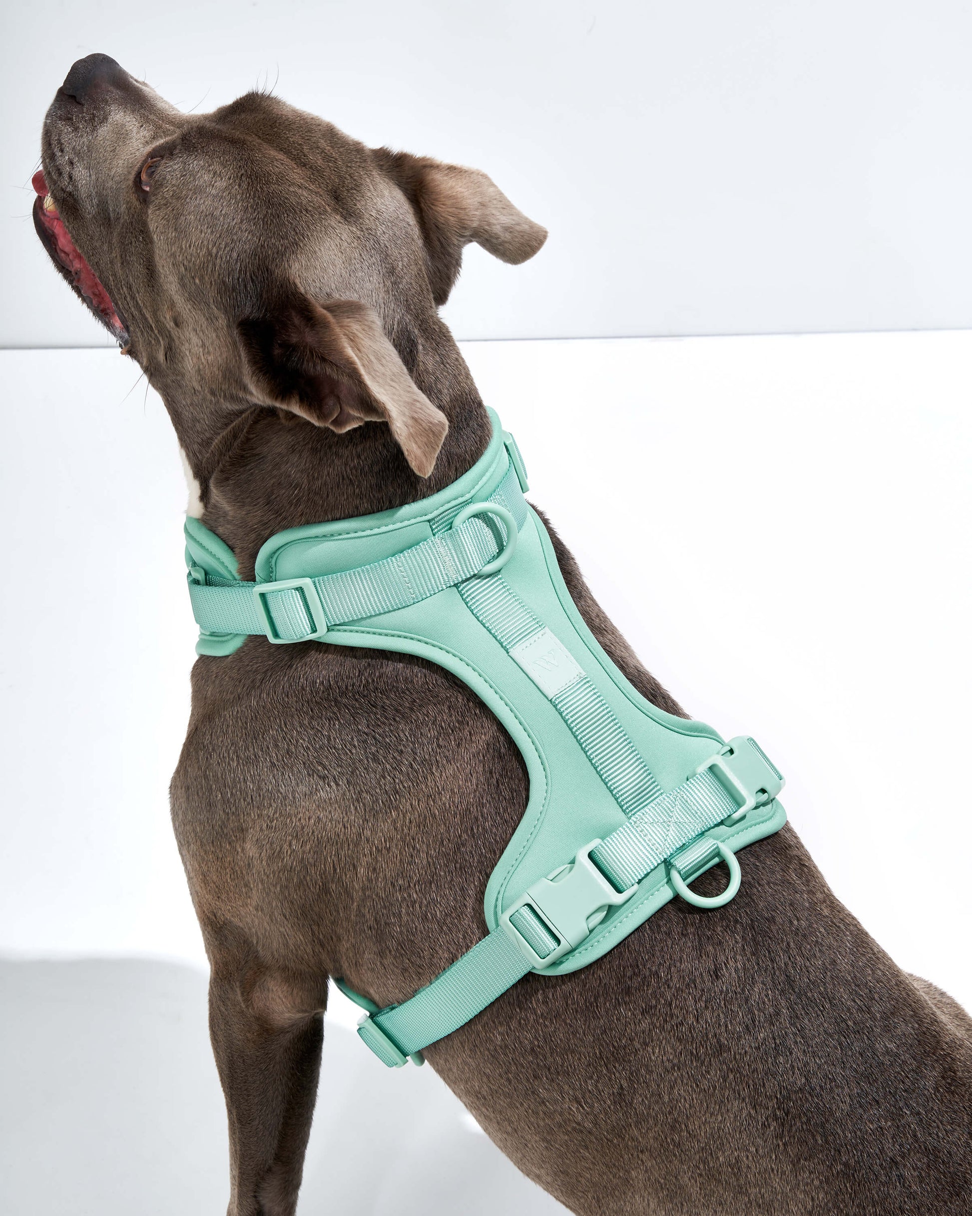 Cushioned Dog Harness
