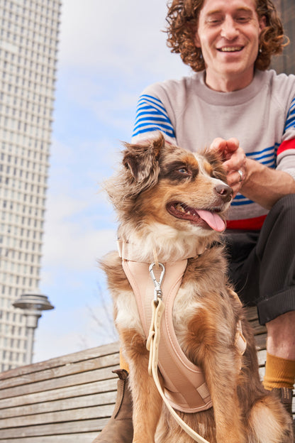Cushioned Dog Harness