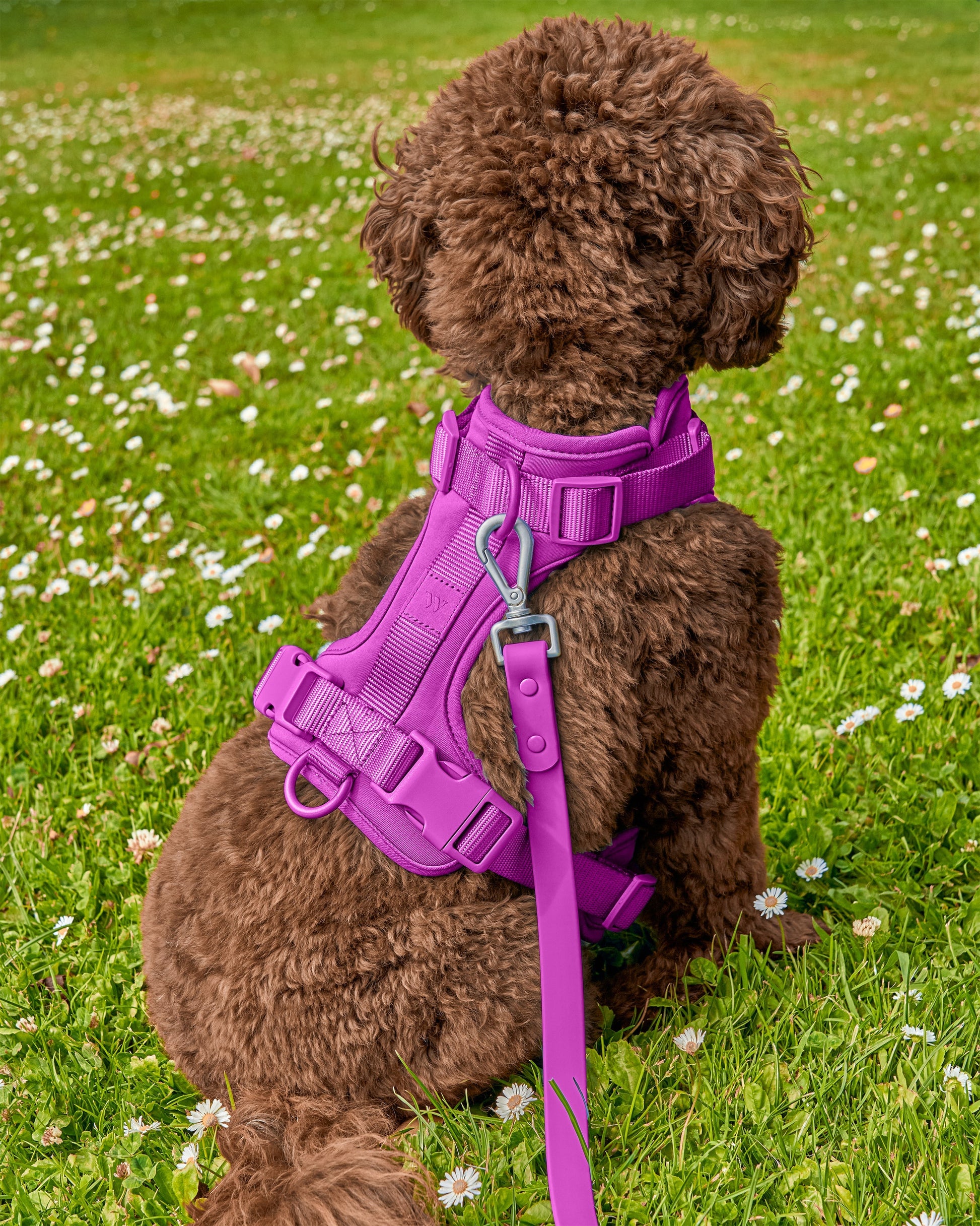 Cushioned Dog Harness