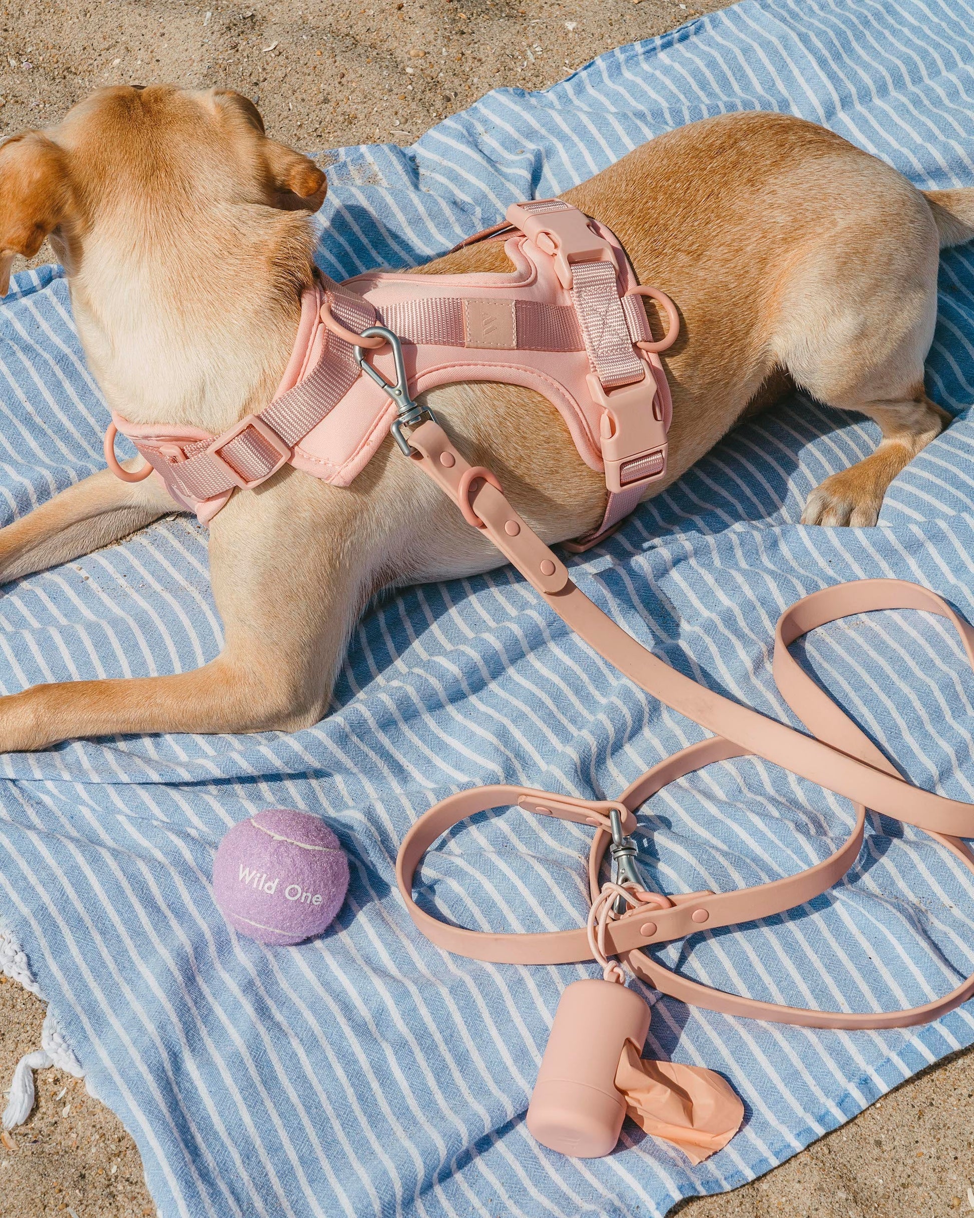 Cushioned Dog Harness