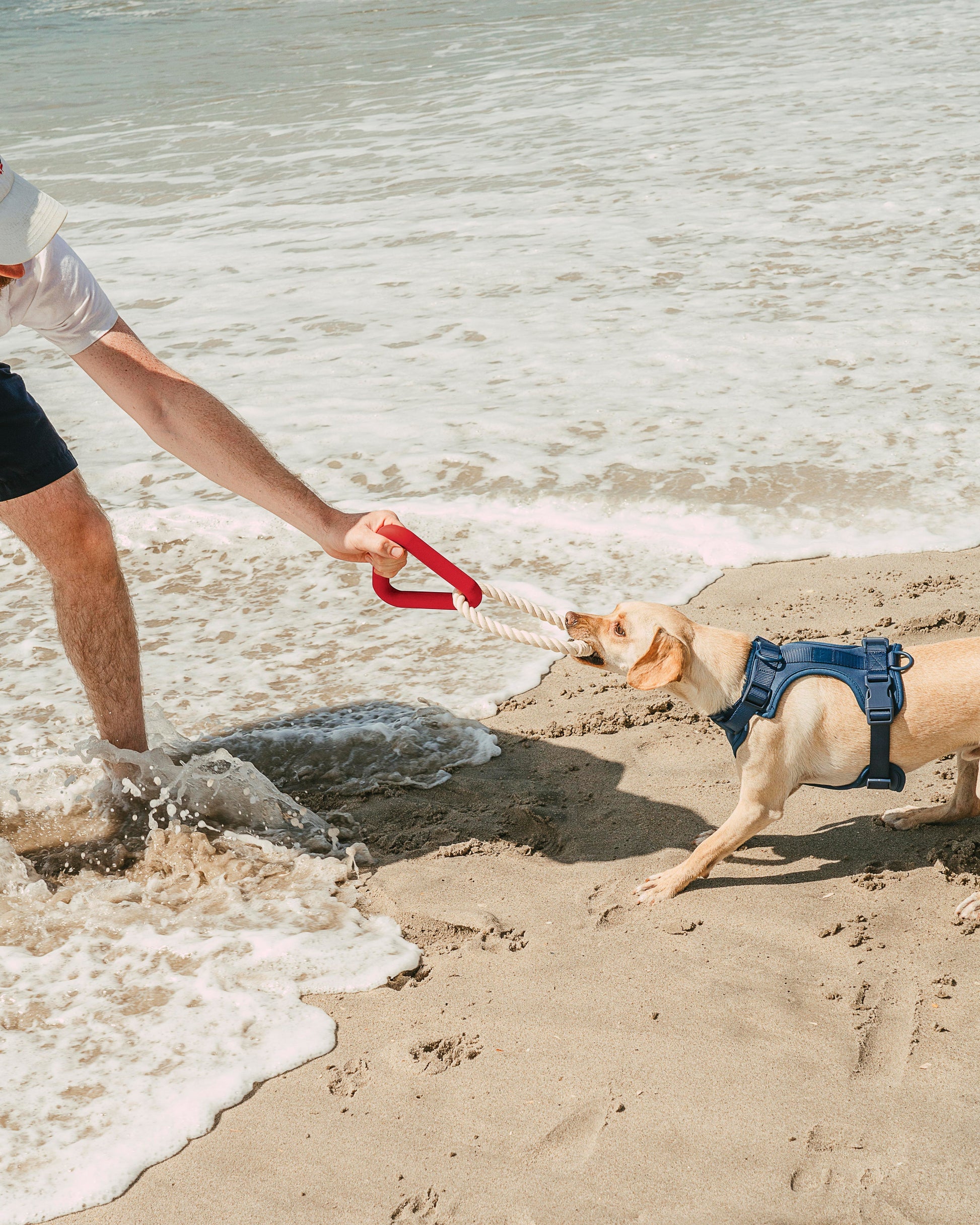 Cushioned Dog Harness