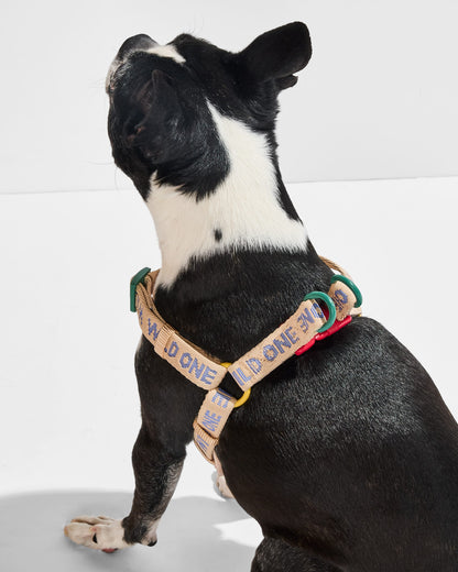 Step-In Harness + Waterproof Leash Walk Kit