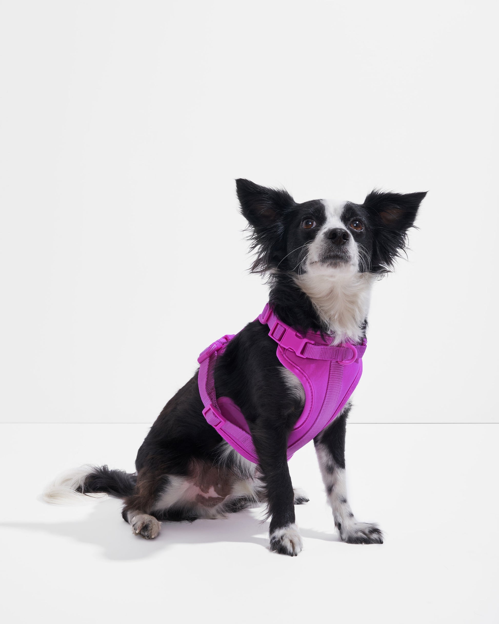 Cushioned Dog Harness
