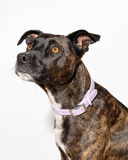 Waterproof Dog Collar