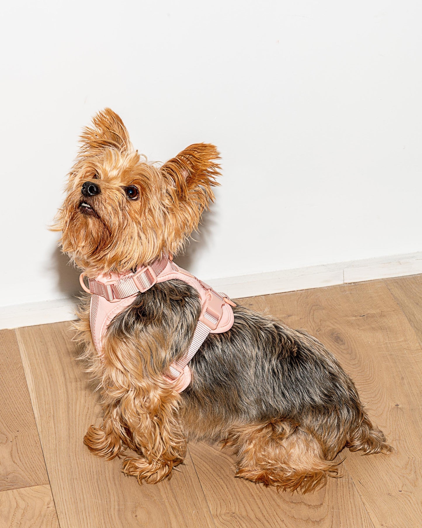 Cushioned Dog Harness