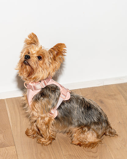Cushioned Dog Harness