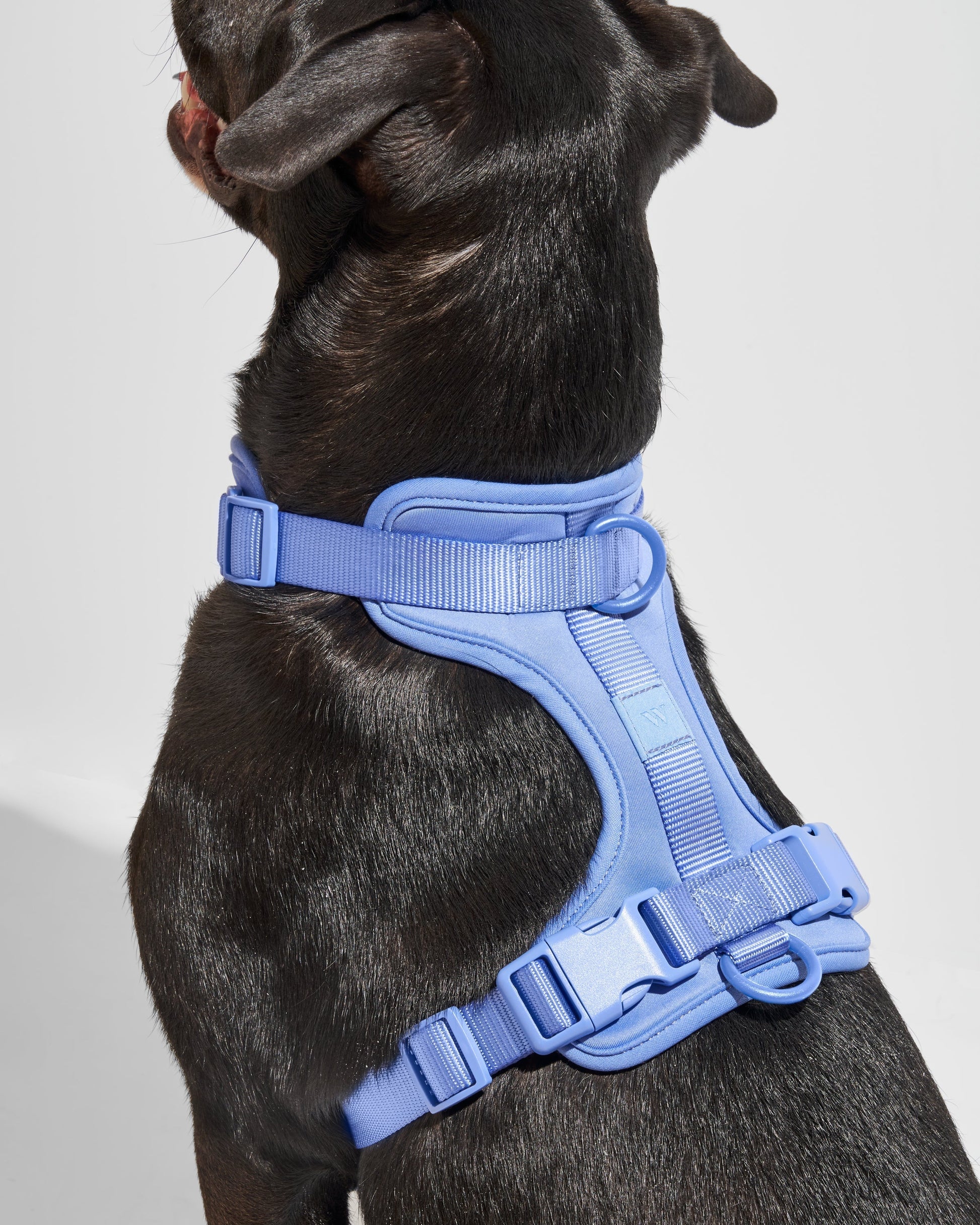 Cushioned Dog Harness