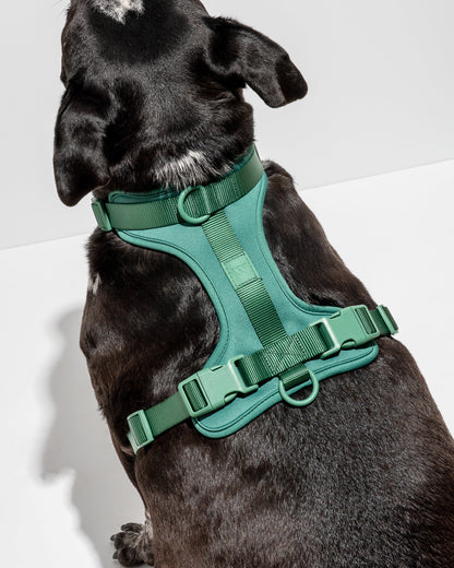 Cushioned Dog Harness