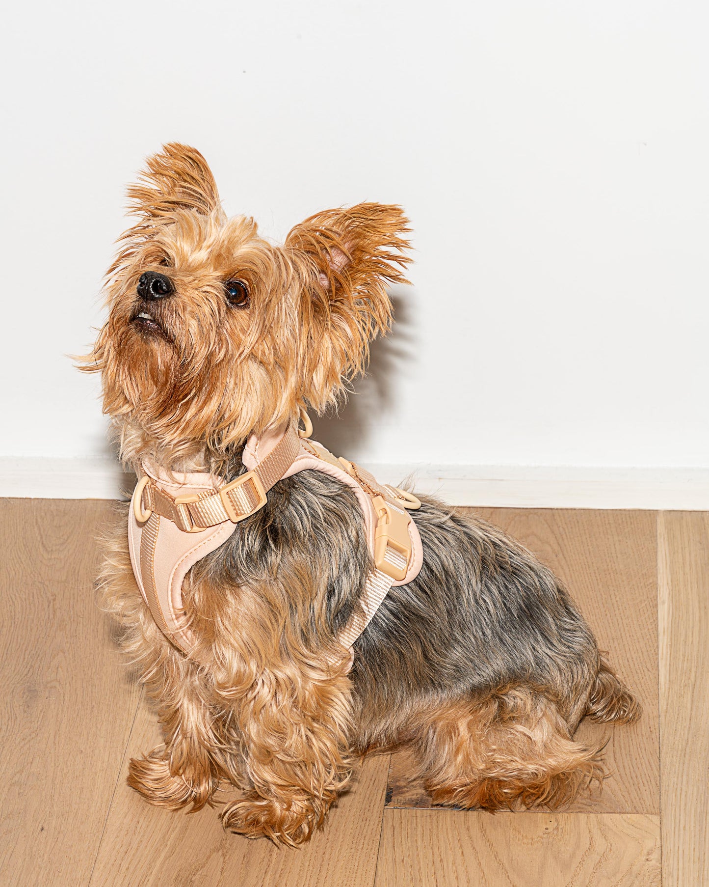 Cushioned Dog Harness