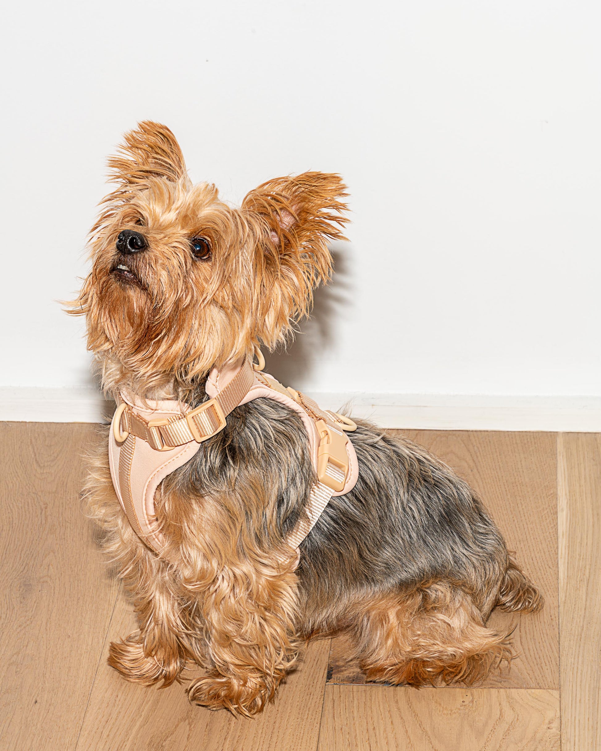 Cushioned Dog Harness
