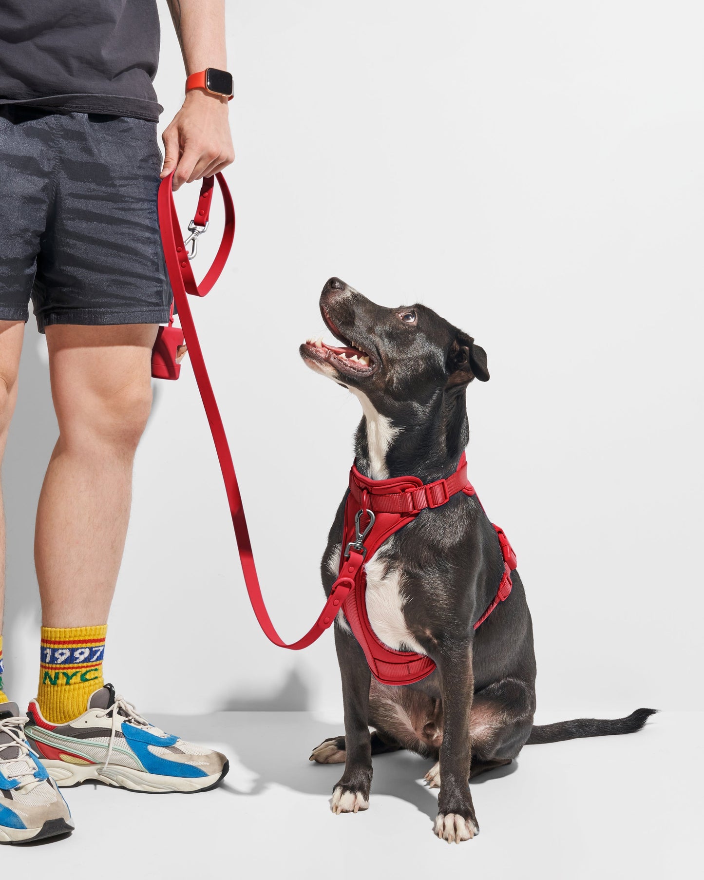 Cushioned Dog Harness