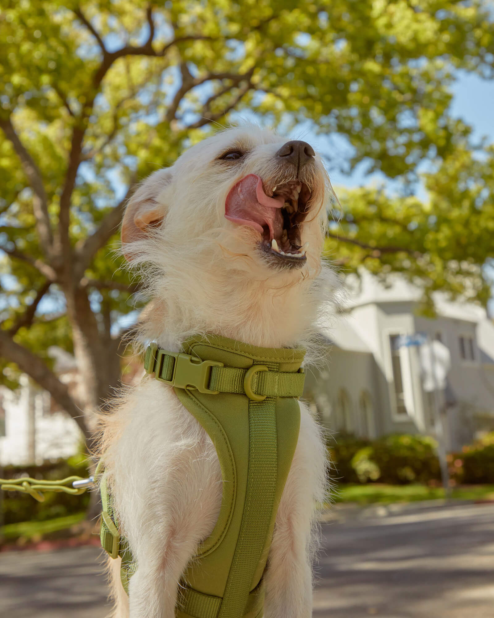 Cushioned Dog Harness