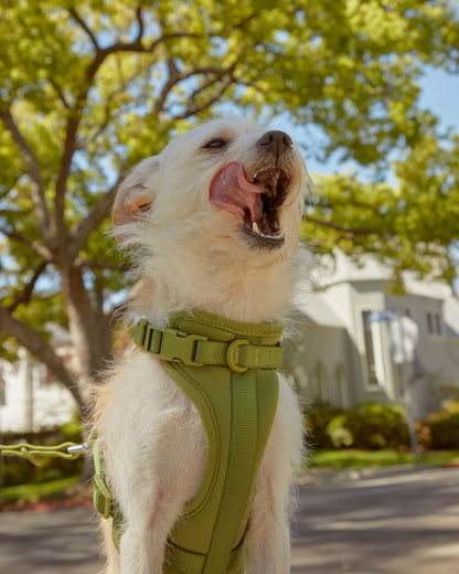 Cushioned Dog Harness
